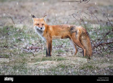 female vixen